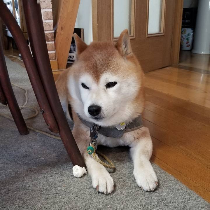 Da8a24fc af98 48cc a307 5aab80737328 1679614123964