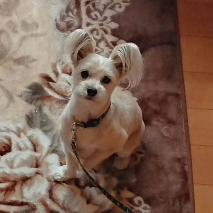 Da8d0dcf 1771 420d aa86 e7249a550746 1540646239341