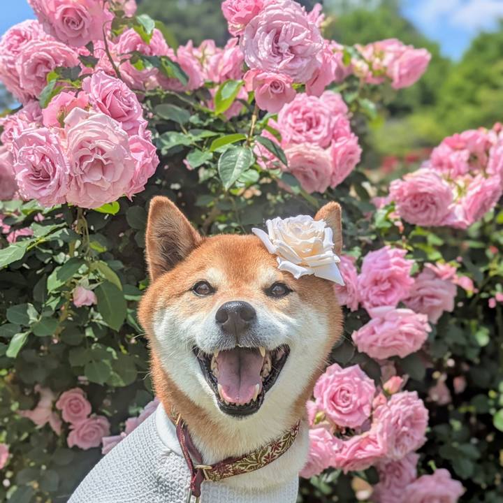 Da8de610 9a5f 4640 9674 d23947467b74 1747189959695