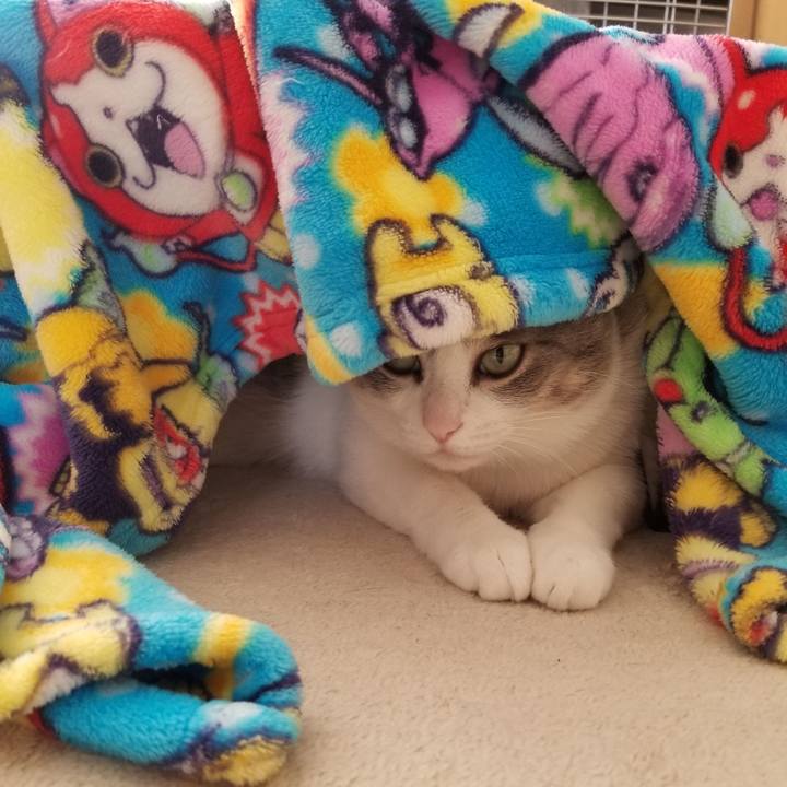 Da9145fd 79f8 4aa7 9a95 2a8d33f977a8 1584356084313