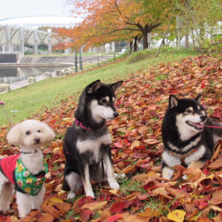 Da92392e 46b9 471f 976f ea209d140faa 1541633604791