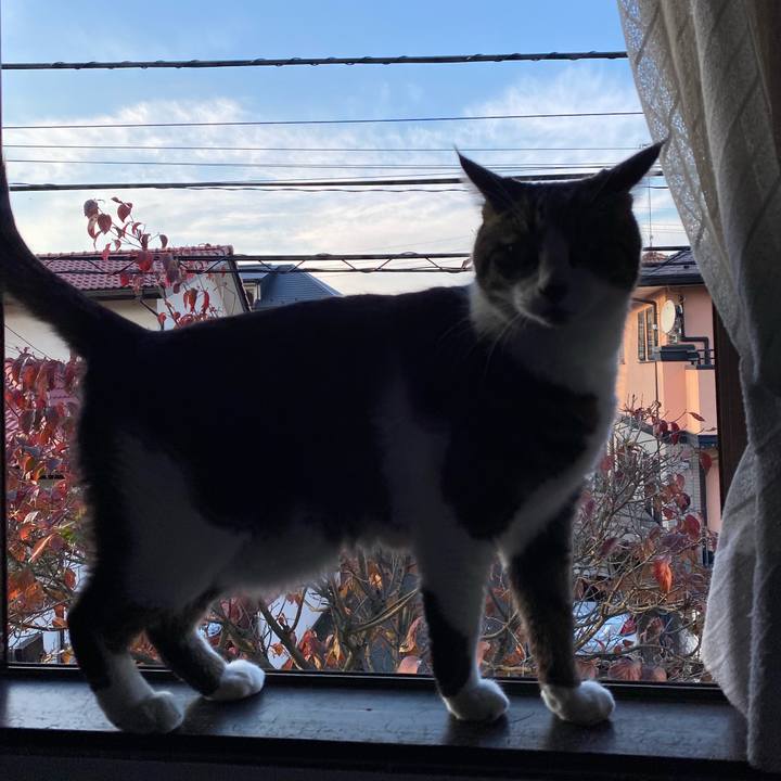 Da98cce2 48f1 4061 bbcf 7a857ee098ac 1603962370206