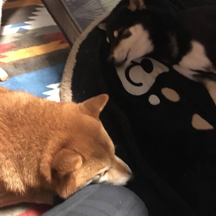 Da98f60e 24d0 44d9 8db0 41a7a6db4c22 1549190778795