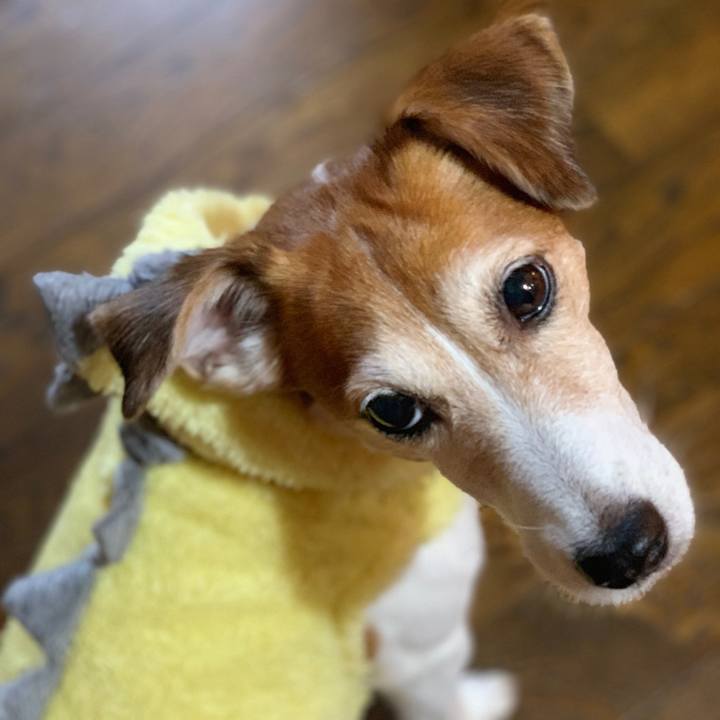 Da9bd3f2 6135 4944 9c16 db937f743015 1540728127522