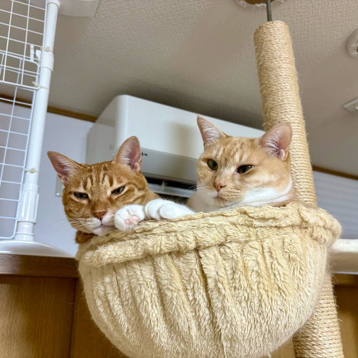 Da9c3030 c7d9 4564 b1fb 89fc8985d255 1763071578944