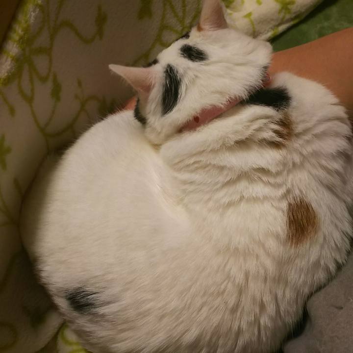 Daa2990f d0d9 43cc aff4 21caadde7cb1 1508065832915