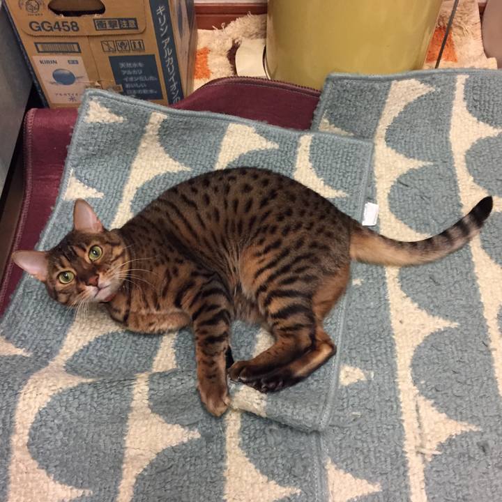 Daad8eec 34ec 4a4e 9bb2 f7623749130d 1544918383613