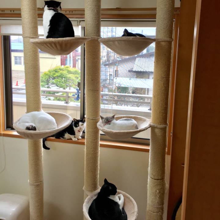 Dab38677 241c 42d6 bc5a e6a1b683f1aa 1515377777783