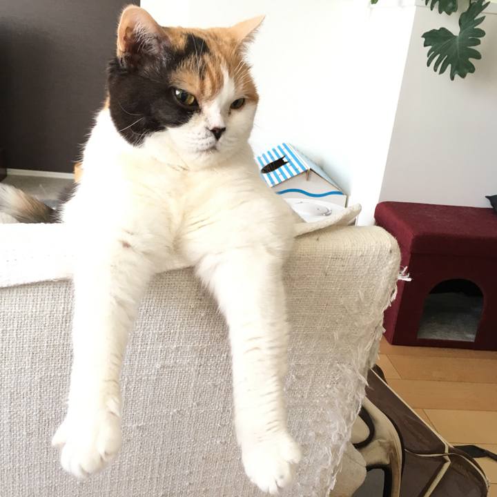 Dab9f2df f4fa 4126 a5e6 0f4ced71abfe 1561047401777