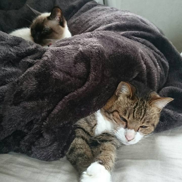 Daba4fa9 a585 45ca b396 385dd1bd6dac 1510754494513