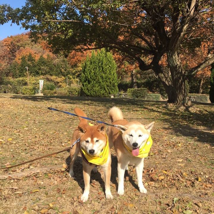 Daba8840 a6dc 4d9e bb84 aebac0ae55d5 1512341310645