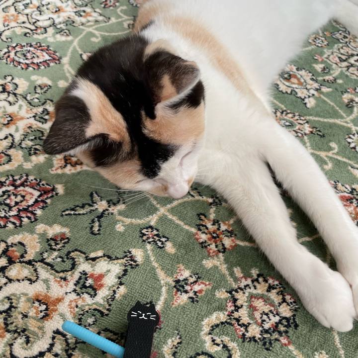 Dabe1188 fff3 43b1 a255 0d13debb058a 1682201680986