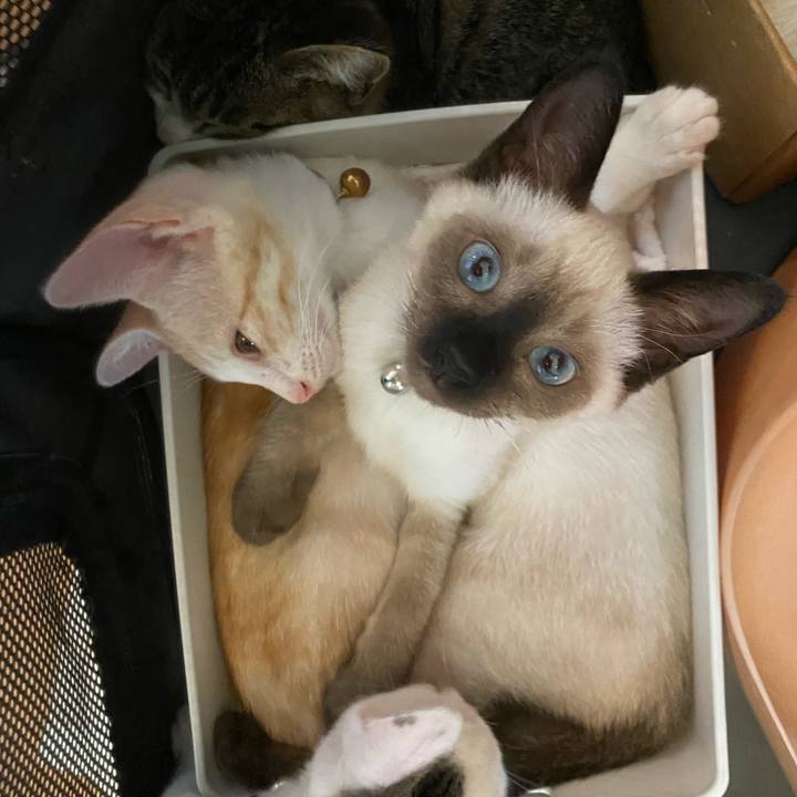 Dabf4333 df4e 424a acc0 8541e01334bc 1689481802175