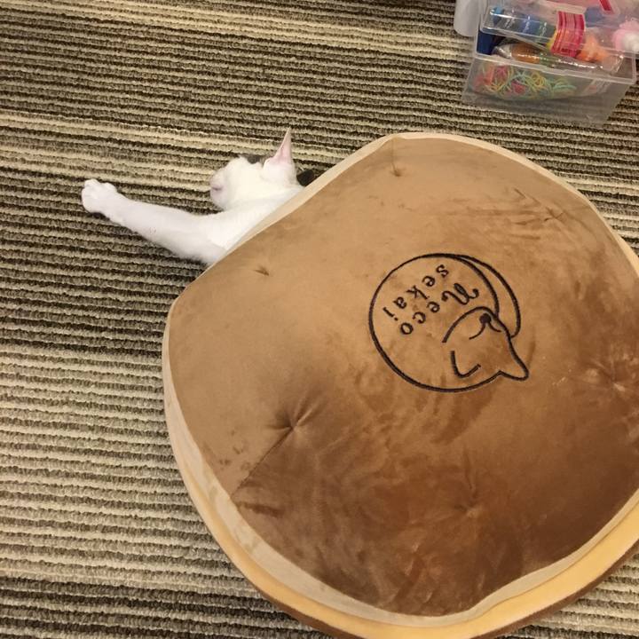 Dac18cc4 c84f 42ad a25c 48ad52ff1320 1546063533682