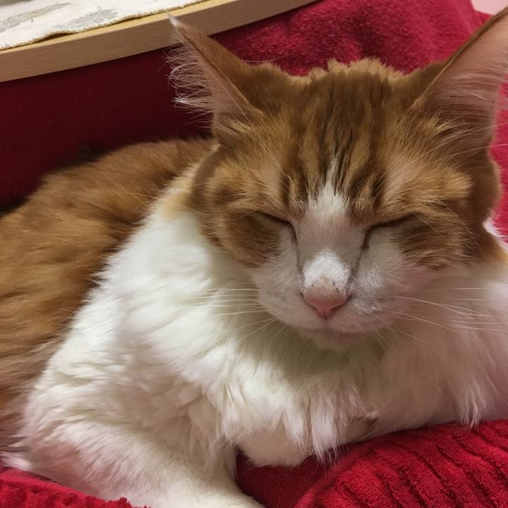 Dac50f81 6f7e 4c0d b588 4b6d79496879 1543681225539