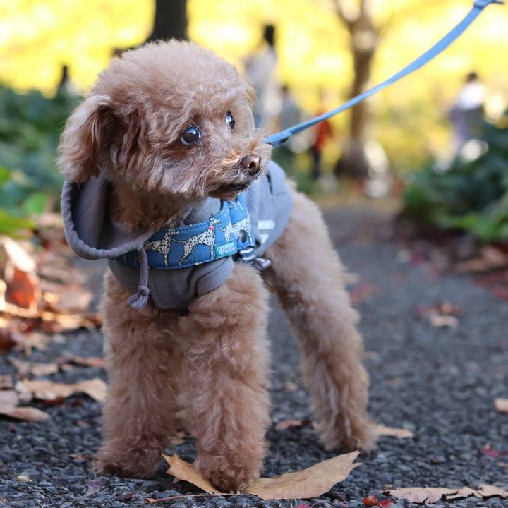 Dac53527 6b80 44d9 8f36 d5e6ed4de044 1588592464601