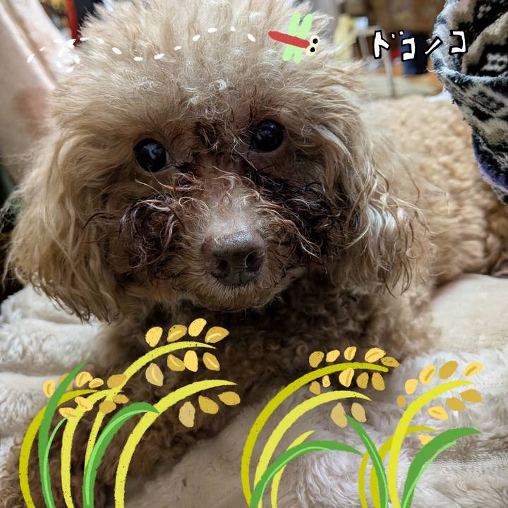 Dac66f11 e5f1 4575 9c57 d55c3f9838b0 1762060306995