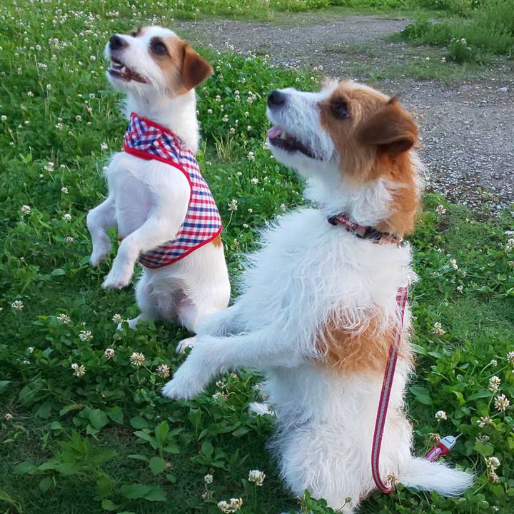 Dac7728c 8ccf 452a bf3f cf62e504d857 1593682990408