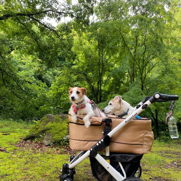 Daca05e9 3ce2 47ef b353 a2676dbfd1fe 1717370727366