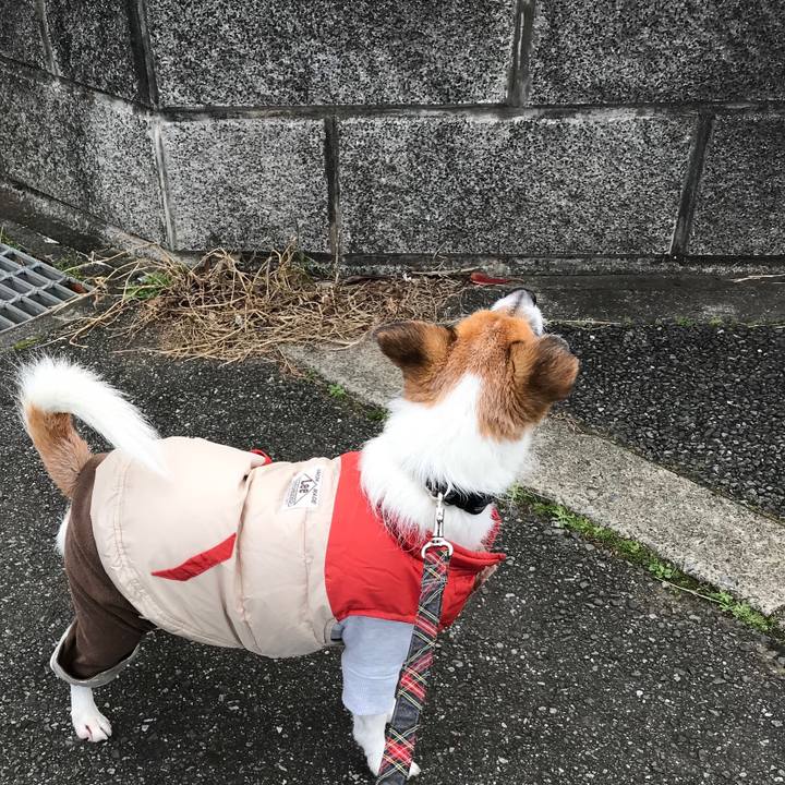 Dacc6dc7 b9c7 414d 883c 89e804a01c56 1544487530498