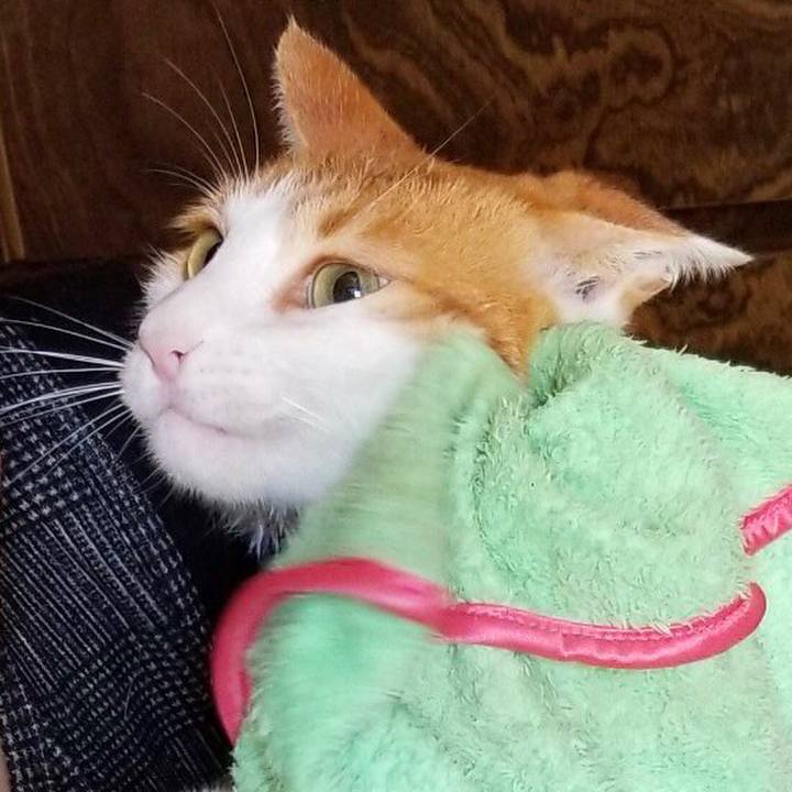 Dacf0df6 bb9f 48ab b6fb e25fbb3a791d 1538976669972