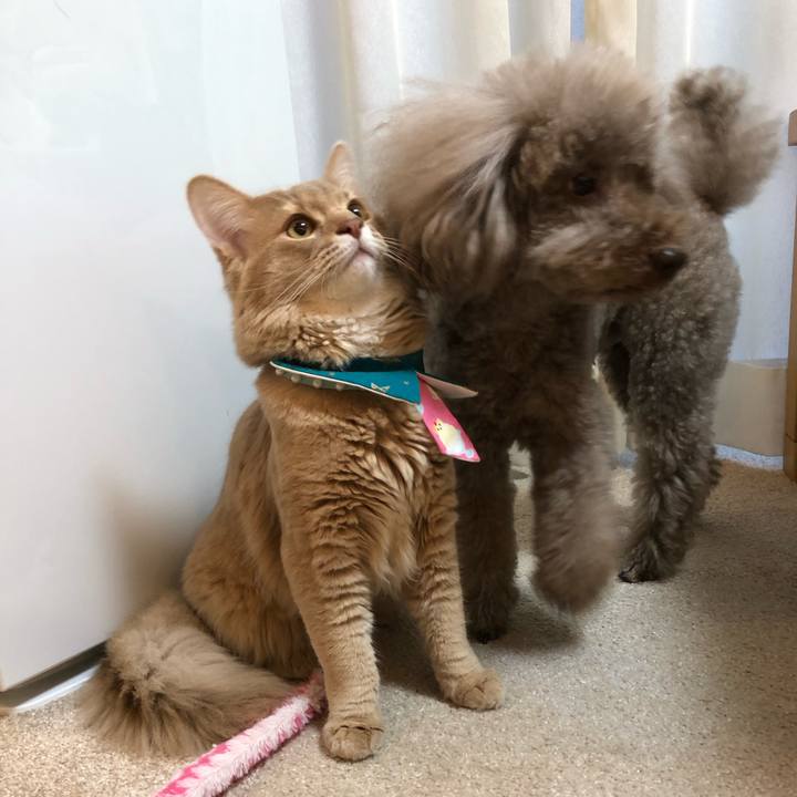 Dad2c1e4 9637 485d 99ff bede6d5c4bfc 1555819447452