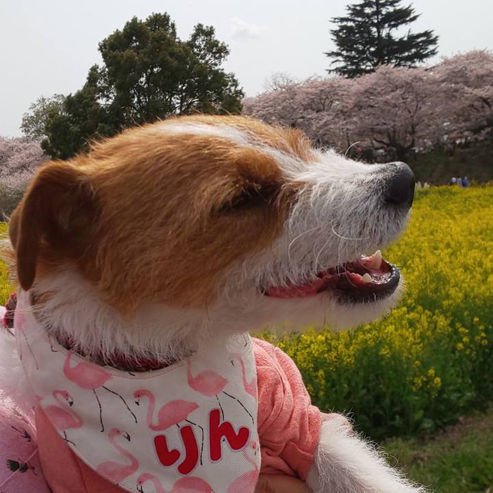 Dad3ba28 b2c2 4515 a5e1 c94befc1240a 1554620654388