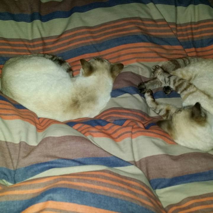 Dad4fda0 2852 4670 bf7a 959898387748 1521730595316