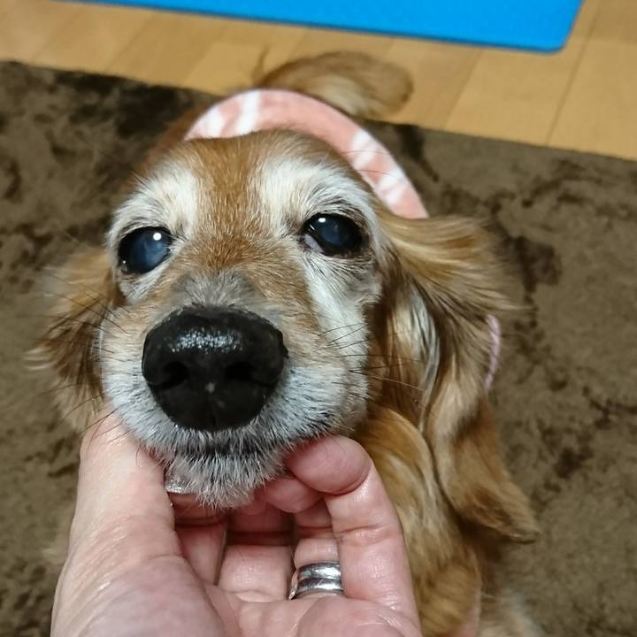 Dad6e4c4 5859 4334 b4ee fcb3c1deebb4 1515970042740