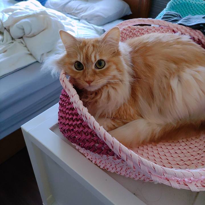 Dad6f712 2c55 4ace abde d16a719a85e4 1716599785521