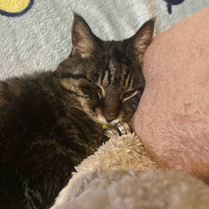 Dad70d19 ce6e 486d b098 b582b984c082 1771991886278