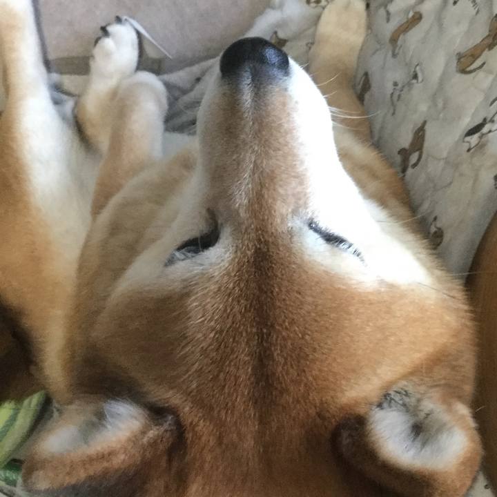 Dadfe1df 11c4 4b8b 8024 40d73a4f5cee 1617922417242