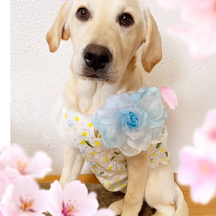 Dae2ef03 e4f1 4716 92e0 844b7a3092b4 1618546782590