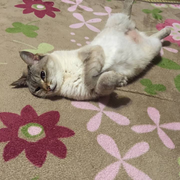 Dae4a92a 91a2 479e aee1 46000188d312 1525345291055