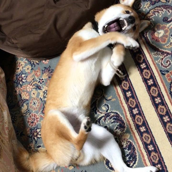 Dae4d792 cf01 43f3 88a7 8e2904e81503 1511150167884