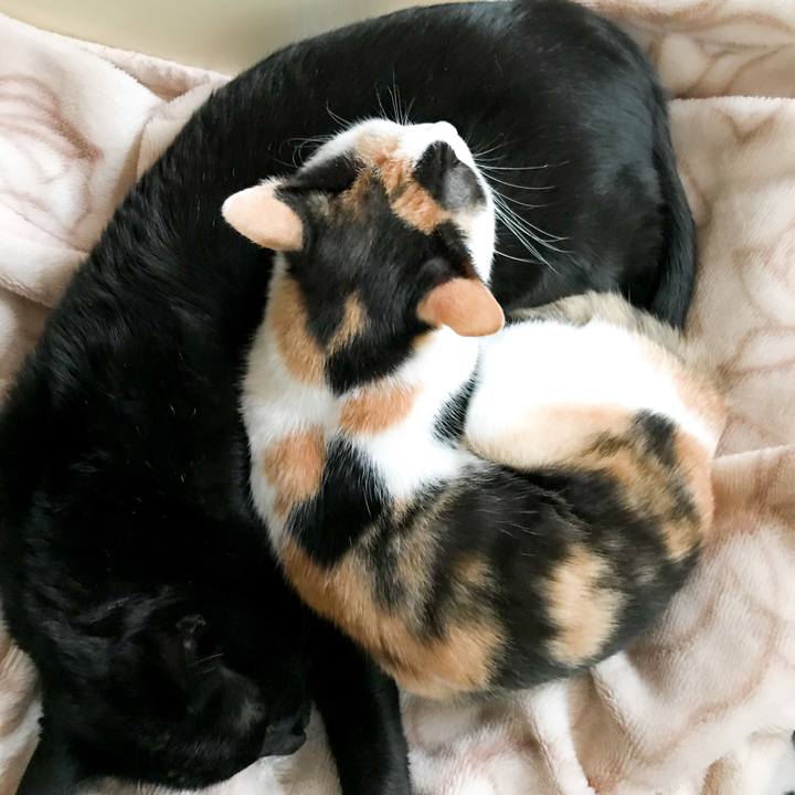 Dae5e950 4cc3 4341 8b38 db245339c936 1513127497952