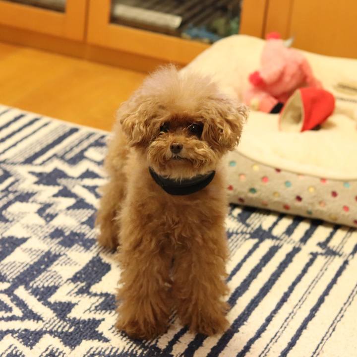 Daf156e6 ef35 4ff6 93a6 156be1a0a1e8 1540559248775