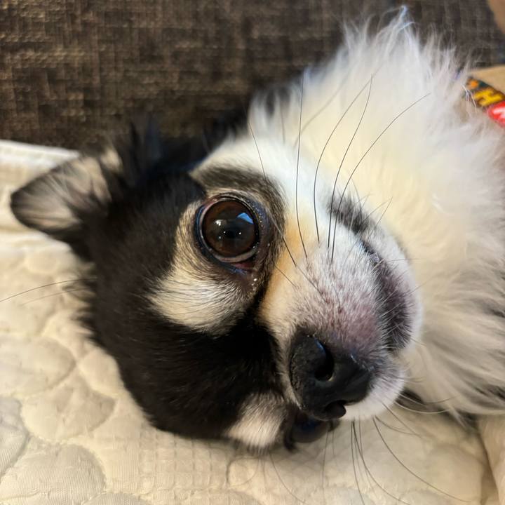 Daf45443 16dd 42c0 bc9f bfe81ebd06bc 1730737117495