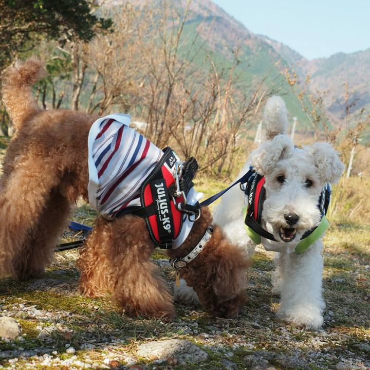 Daf841d4 7af0 4ab7 8f91 0c819d3eeb5d 1510289485016