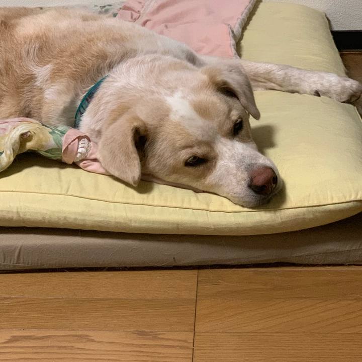 Daf90673 c310 438e a6ff ee985aabf09a 1563979664550