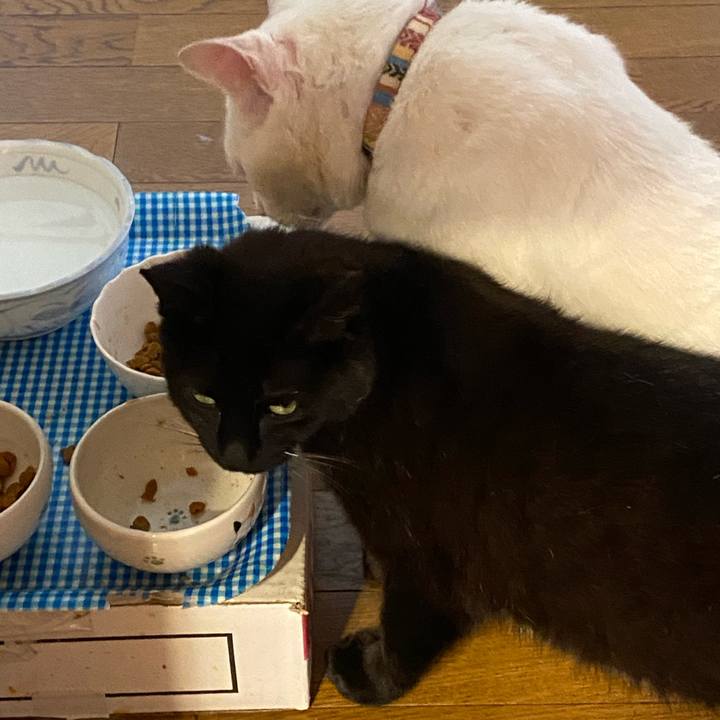 Dafb87af e9ec 46ec a994 92f2e359fcb0 1619737815613