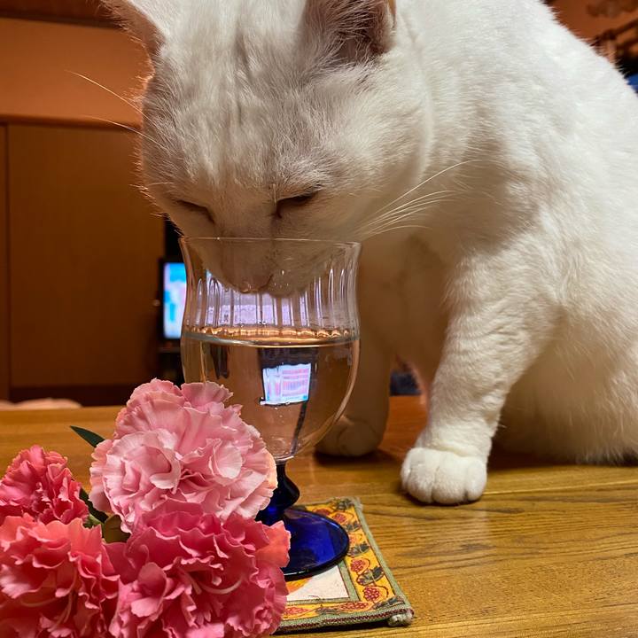 Dafcb299 4d6b 4273 aee8 d929508d45bf 1638913021302