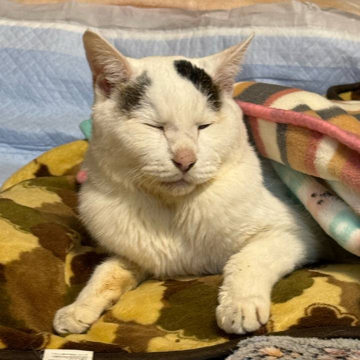 Dafd84df 3e44 4480 8786 31cd649f1ec6 1769083313024