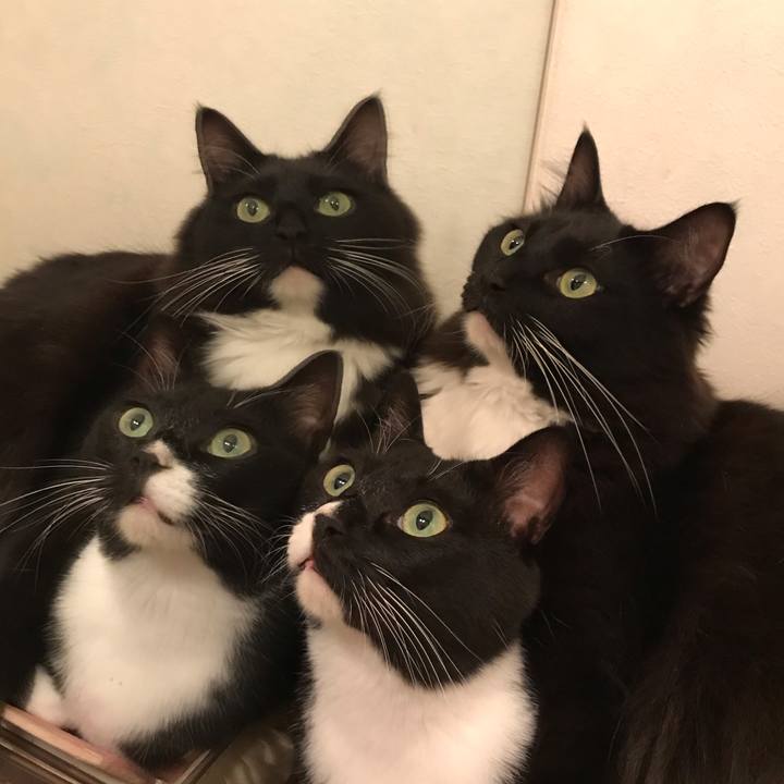 Dafe8083 1b8c 406f 945a 55530a066c03 1562626149118