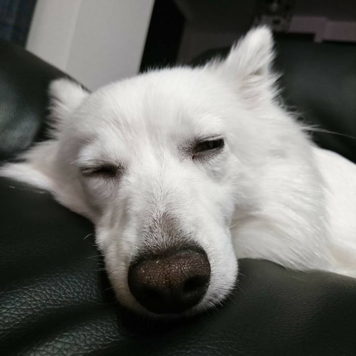 Daff0442 4408 4968 9027 83c1bc8c3ddc 1522073259952