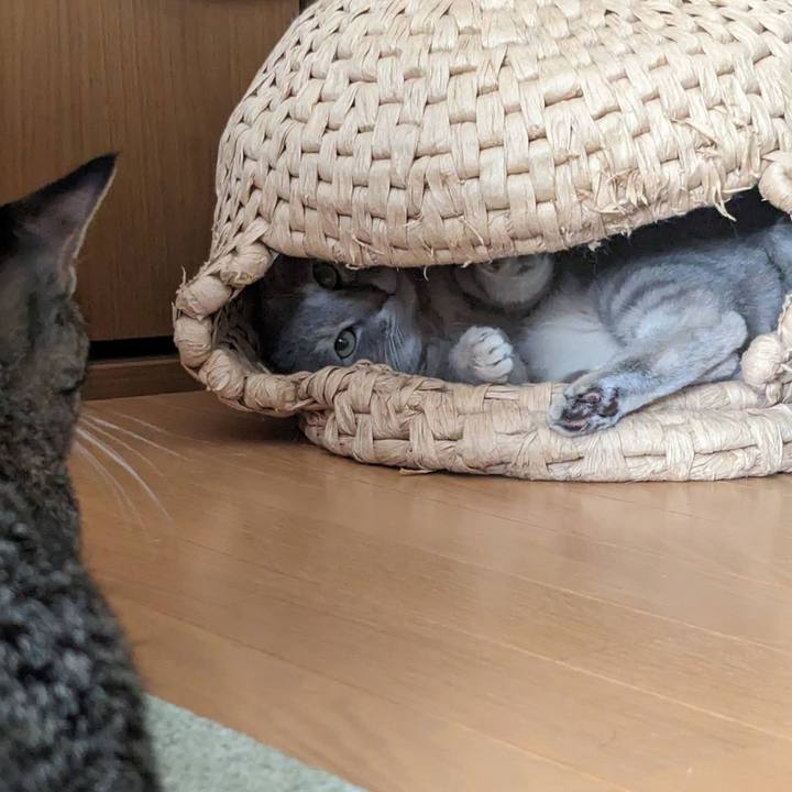 Db055e52 6b18 4a1d 96e7 ca7f690c288f 1716449156869