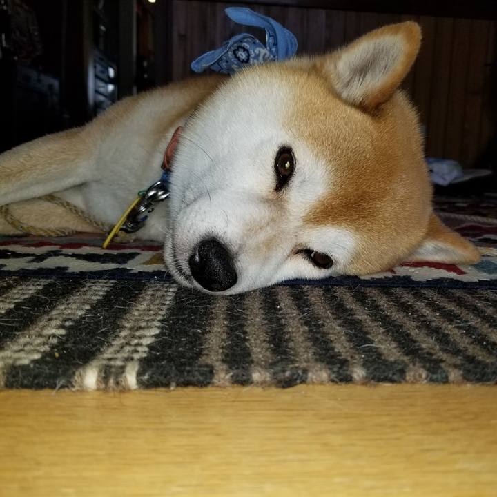 Db082403 0102 44b3 86c9 c6cf375e07a4 1559707485853