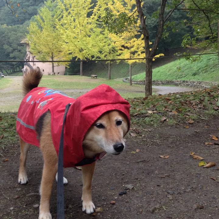 Db09c56f 5df7 40a9 b469 6c59d01fa672 1509177699102