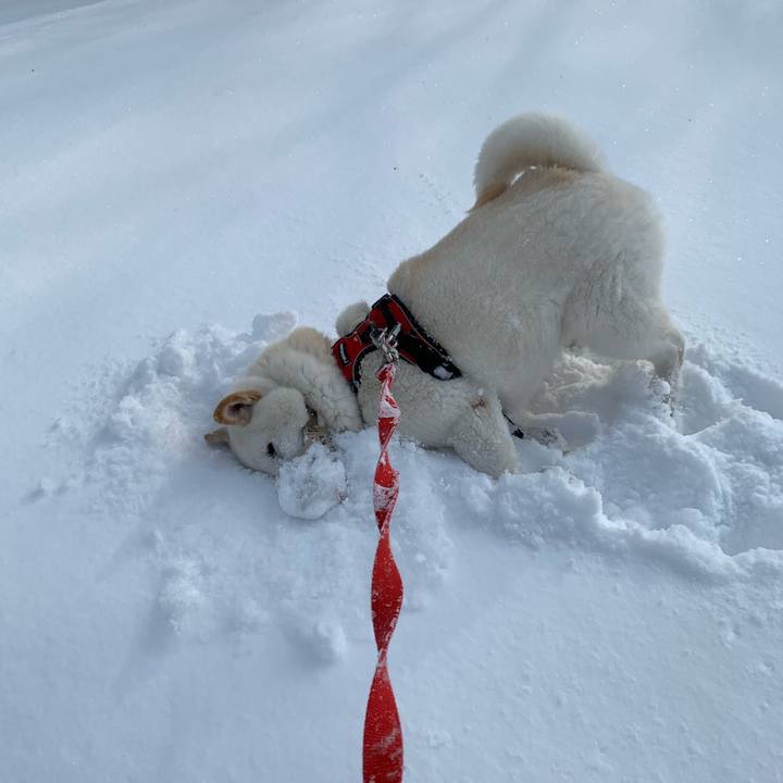 Db0c4774 9042 4e71 bfc2 198bd61163c4 1613278852184