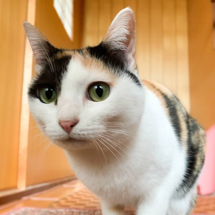 Db0dd35f afb7 4d2f b113 1852c6b6295e 1576893100487